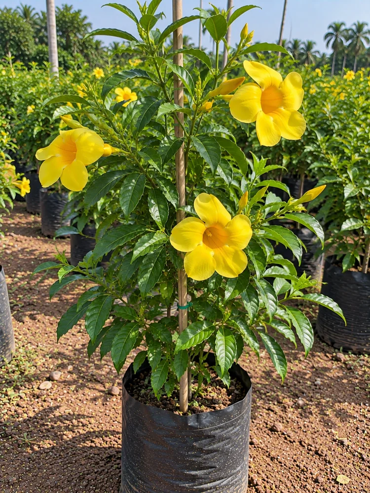 Allamanda — Golden Trumpet wholesale Kadiyam