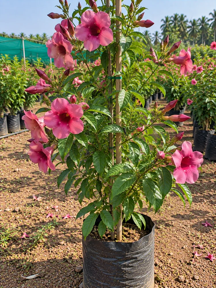 Pink Allamanda (Cherry Trumpet Vine) wholesale Kadiyam