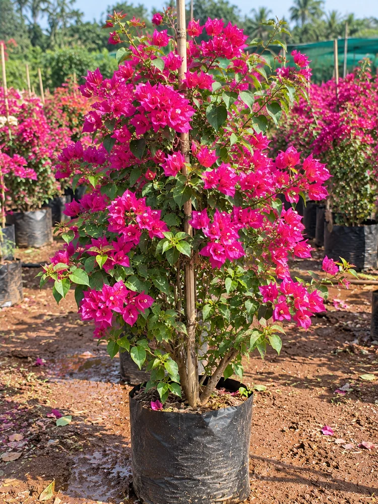 Bougainvillea — Kagithala Puvvu (Multi-Color Varieties) wholesale Kadiyam