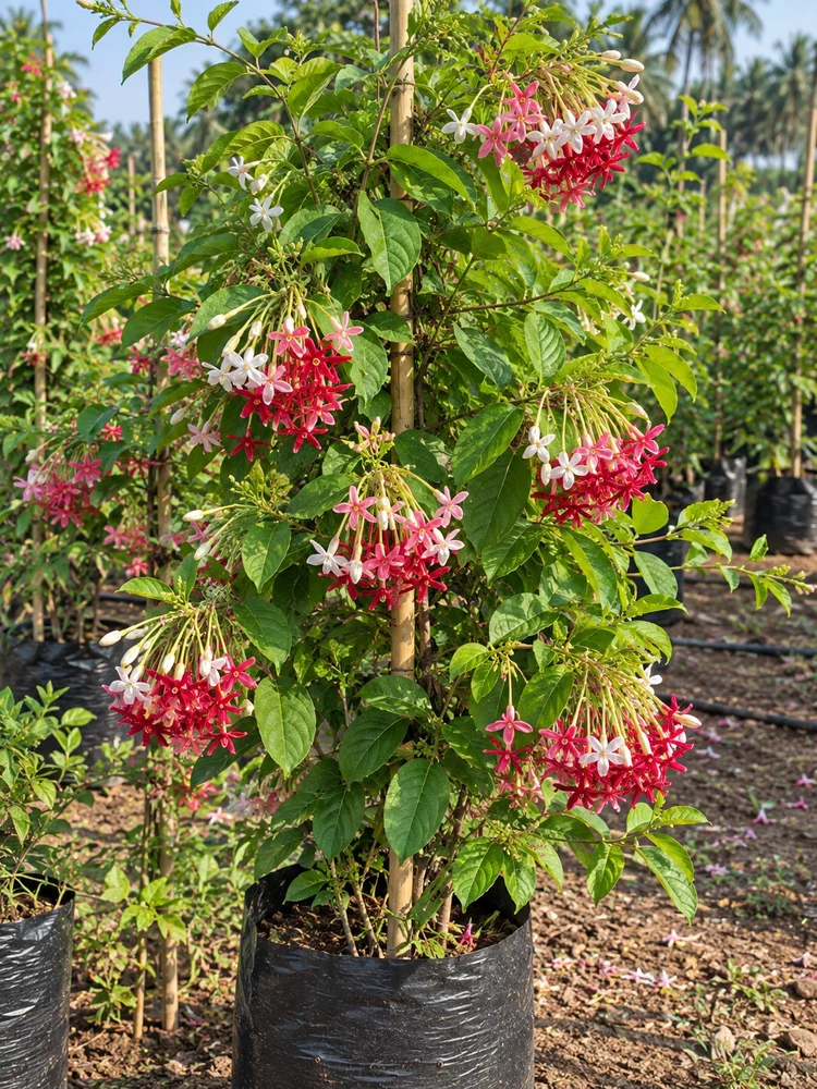 Rangoon Creeper (Madhu Malati) wholesale Kadiyam