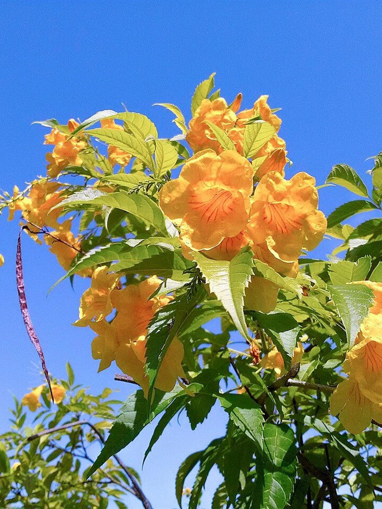 Sun-drenched flowering Tecoma shrub grown in Kadiyam soil