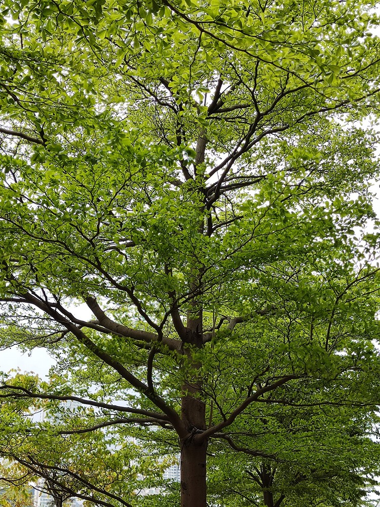 Terminalia mantaly tree showing its signature tiered, pagoda-like branches