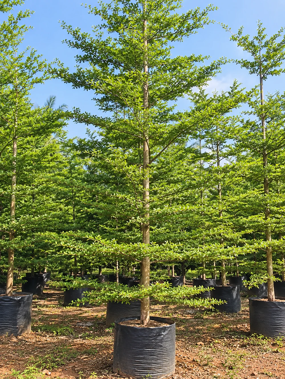 Terminalia mantaly tree showing its signature tiered, pagoda-like branches